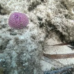 Lesser Starlet Coral, photo 5