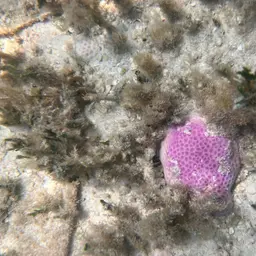 Lesser Starlet Coral, photo 6