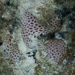 Lesser Starlet Coral, photo 7