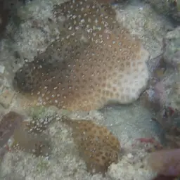 Lesser Starlet Coral, photo 8