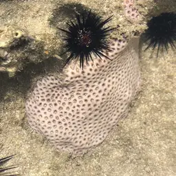 Lesser Starlet Coral, photo 9