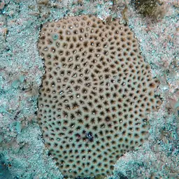 Lesser Starlet Coral, photo 1