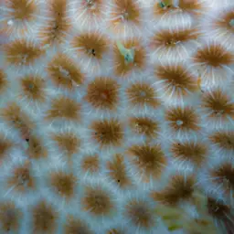 Lesser Starlet Coral, photo 10
