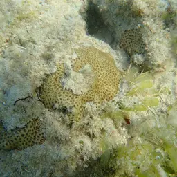Lesser Starlet Coral, photo 11