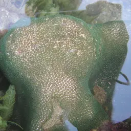 African Pillow Coral, photo 2