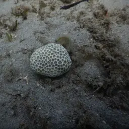 African Pillow Coral, photo 3