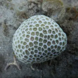 African Pillow Coral, photo 4