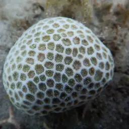 African Pillow Coral, photo 5