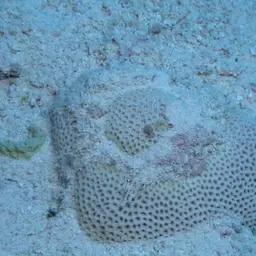 African Pillow Coral, photo 6