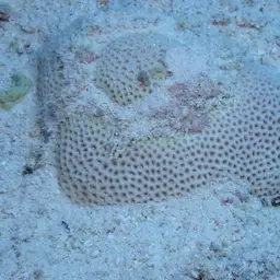 African Pillow Coral, photo 7