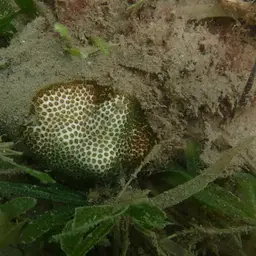 African Pillow Coral, photo 8