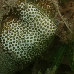 African Pillow Coral, photo 9