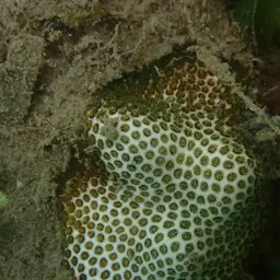 African Pillow Coral, photo 10