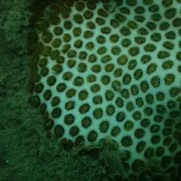 African Pillow Coral, photo 11