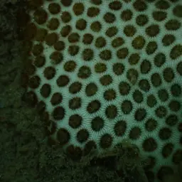 African Pillow Coral, photo 12