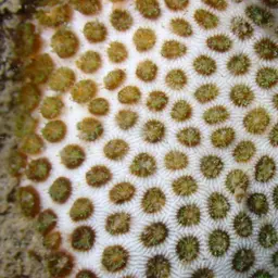 African Pillow Coral
