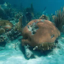 Massive Starlet Coral, photo 2
