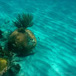 Massive Starlet Coral, photo 3