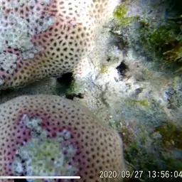 Massive Starlet Coral, photo 4