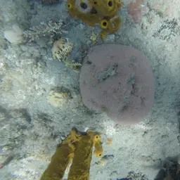 Massive Starlet Coral, photo 5