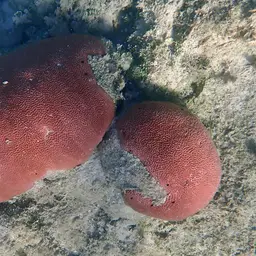 Massive Starlet Coral, photo 6