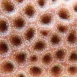 Massive Starlet Coral, photo 1