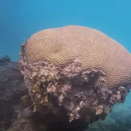 Massive Starlet Coral, photo 7