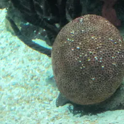 Massive Starlet Coral, photo 8
