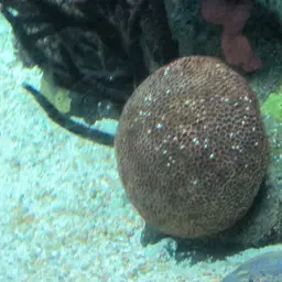 Massive Starlet Coral, photo 9