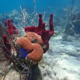 Massive Starlet Coral, photo 10