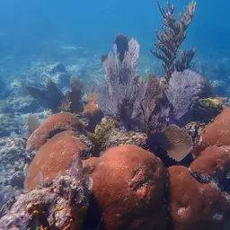 Massive Starlet Coral, photo 11