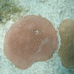 Massive Starlet Coral, photo 12