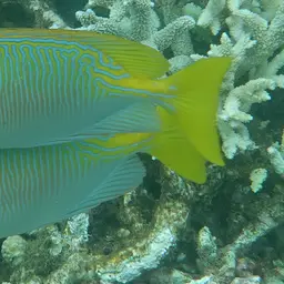 Barred Spinefoot, photo 2