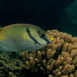 Barred Spinefoot, photo 4