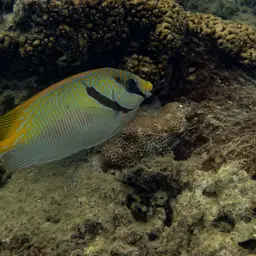 Barred Spinefoot, photo 5