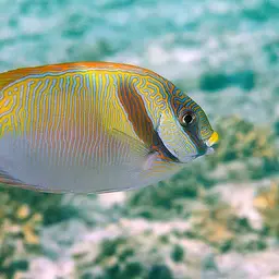 Barred Spinefoot, photo 6