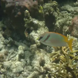 Barred Spinefoot, photo 7
