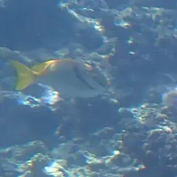 Barred Spinefoot, photo 8