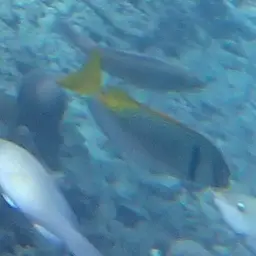 Barred Spinefoot, photo 9