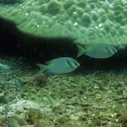 Barred Spinefoot, photo 10