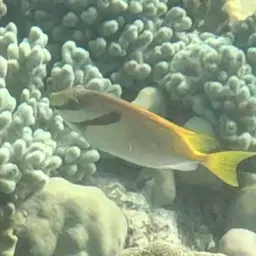 Barred Spinefoot, photo 11