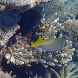 Barred Spinefoot, photo 12