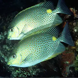 Golden Rabbitfish