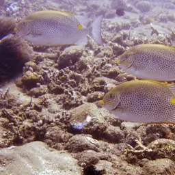 Golden Rabbitfish, photo 2