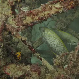 Golden Rabbitfish, photo 3