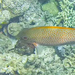 Golden Rabbitfish, photo 4