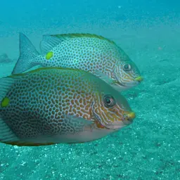 Golden Rabbitfish, photo 5