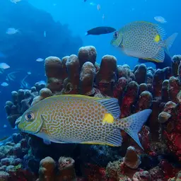 Golden Rabbitfish, photo 6