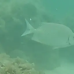 Golden Rabbitfish, photo 7