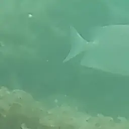 Golden Rabbitfish, photo 8